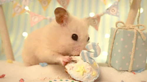 https://bradscribe.files.wordpress.com/2018/03/hamster-eating-cake-tumblr_p1o76i7nvj1vwvx0xo2_500.gif